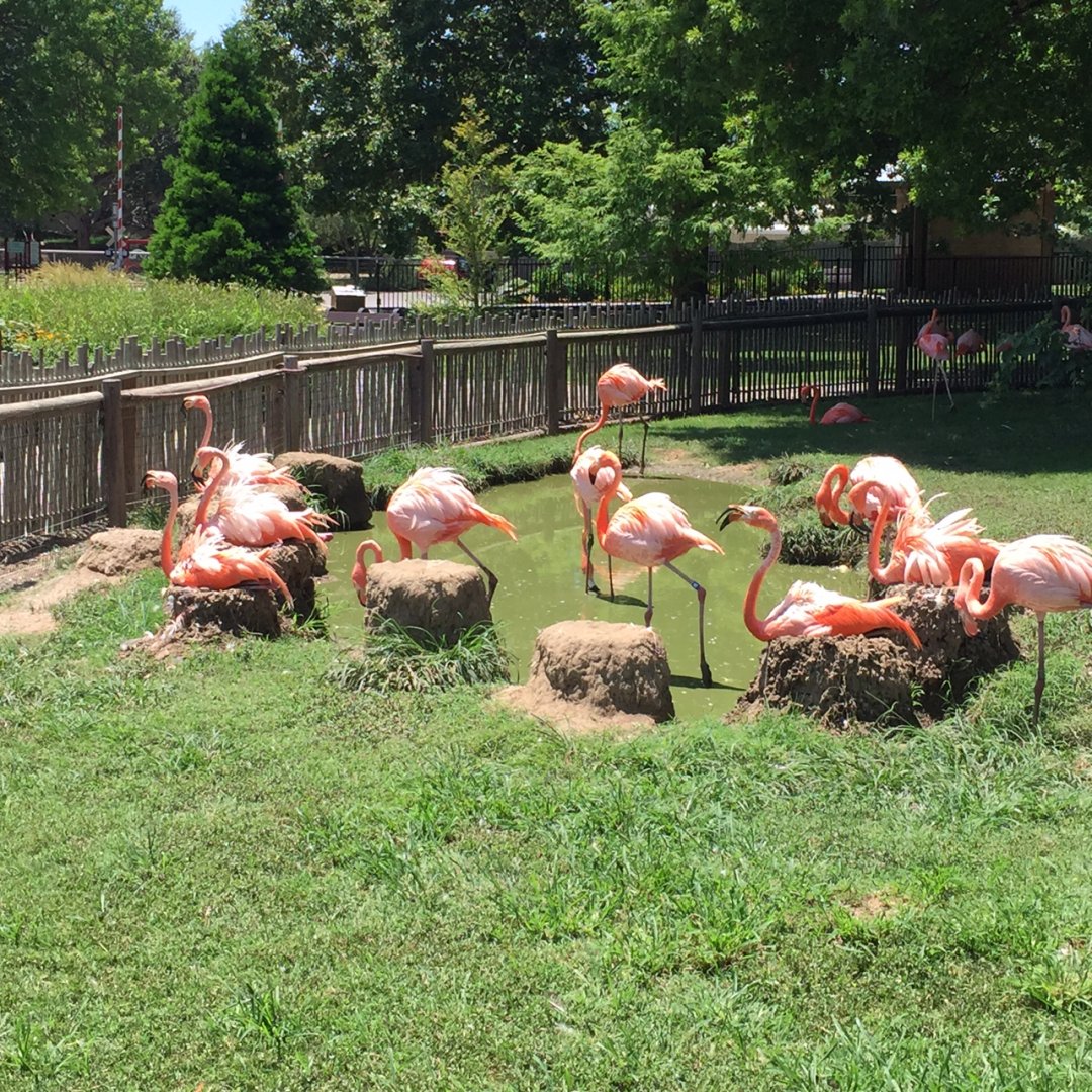 Flamingo flock outside Conservation Center