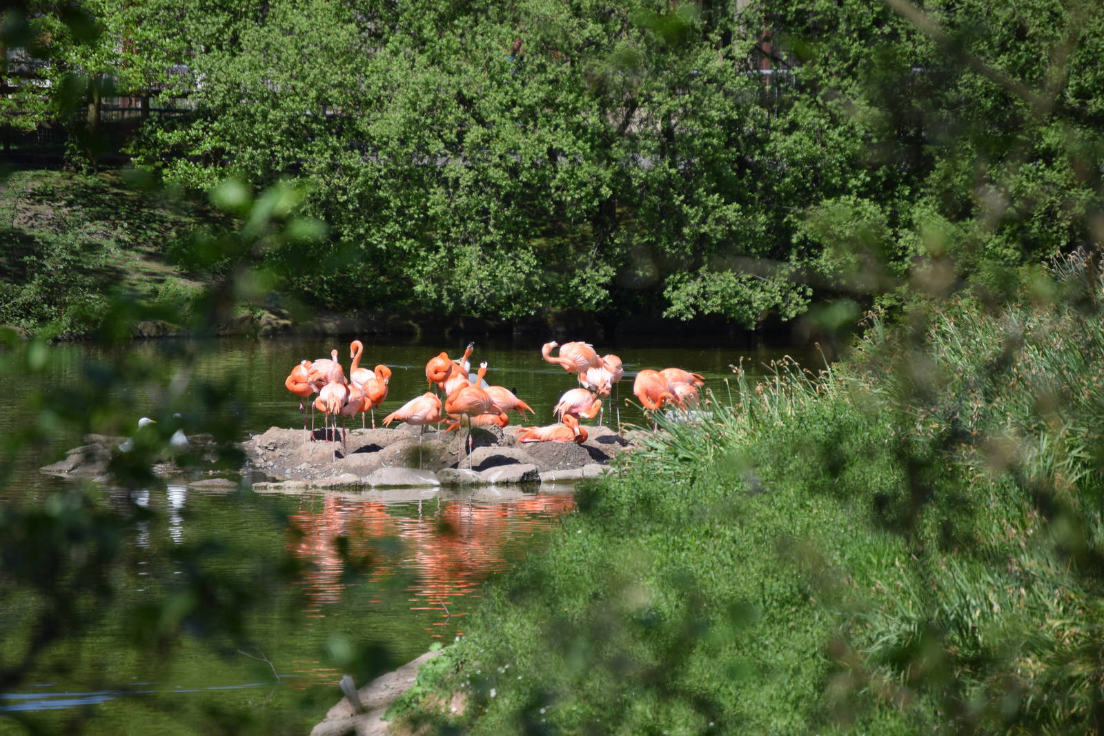 Flamingo Flock