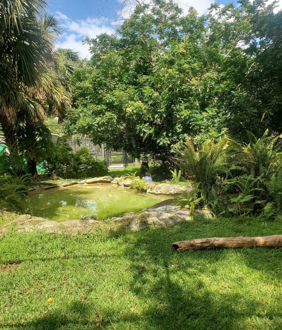 Flamingo Gardens (2022) - Black Bear exhibit