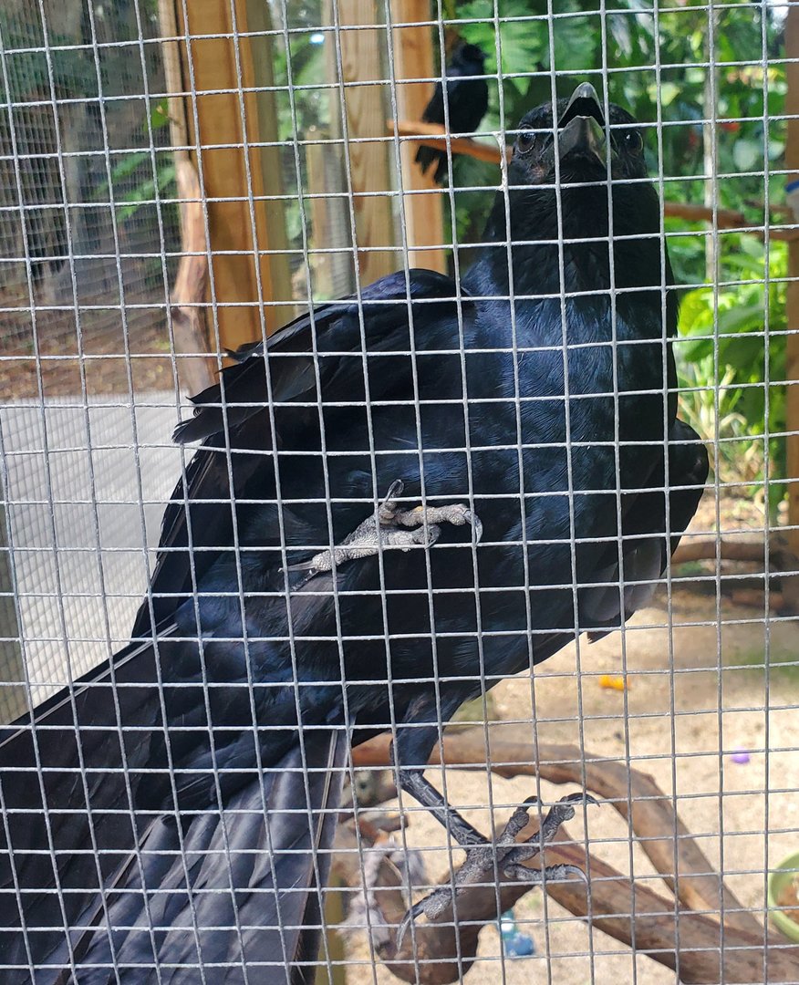 Flamingo Gardens (2022) - Fish Crow