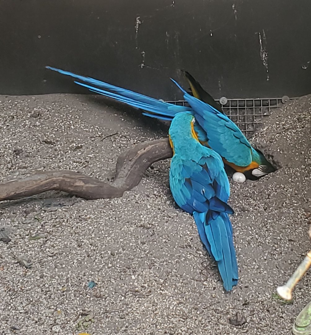 Flamingo Gardens (2022) - Macaws nesting