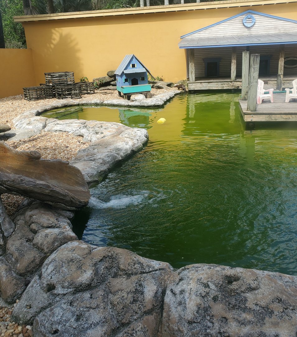 Flamingo Gardens (2022) - Otter exhibit