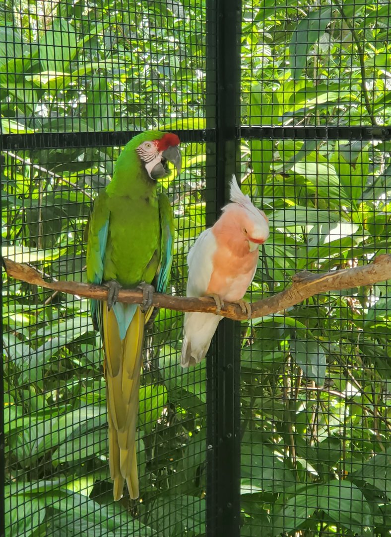 Flamingo Gardens (2022) - Parrots