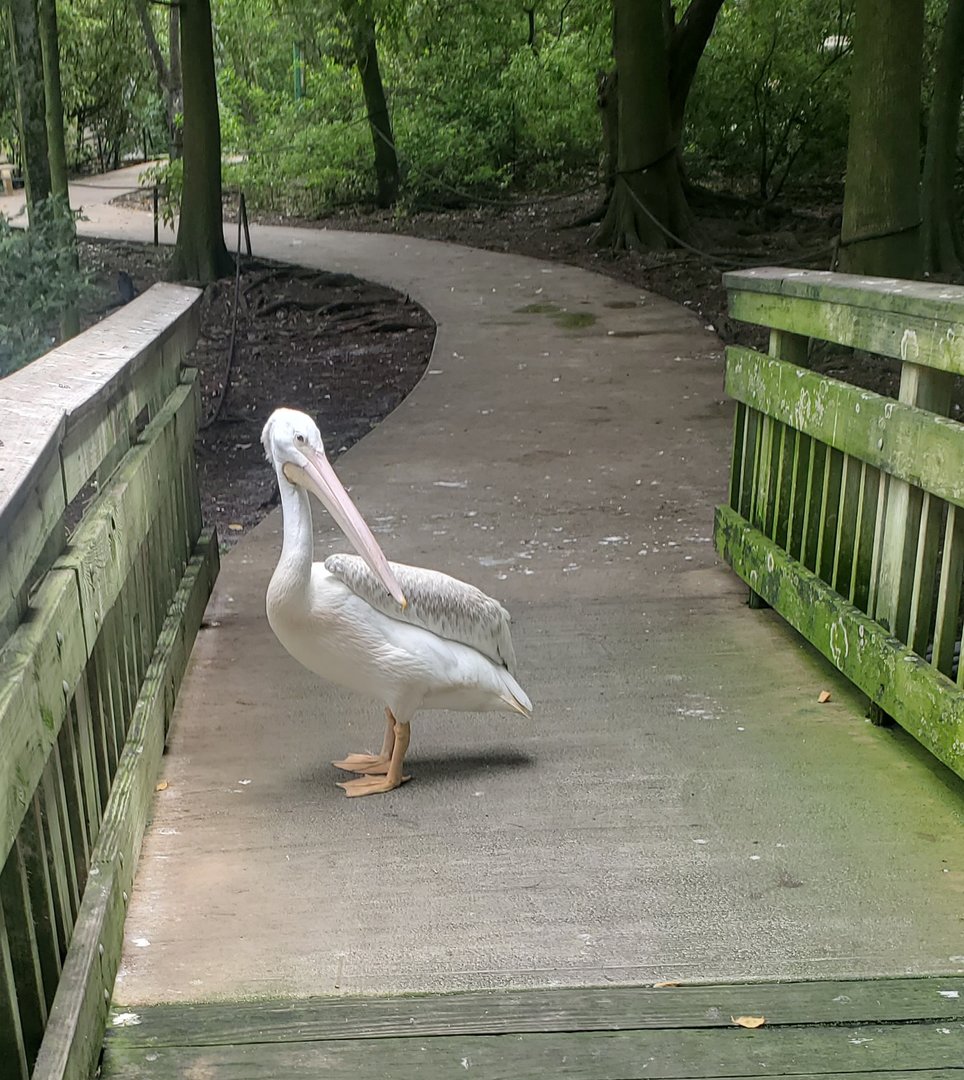 Flamingo Gardens (2022) - Pelican on aviary trail