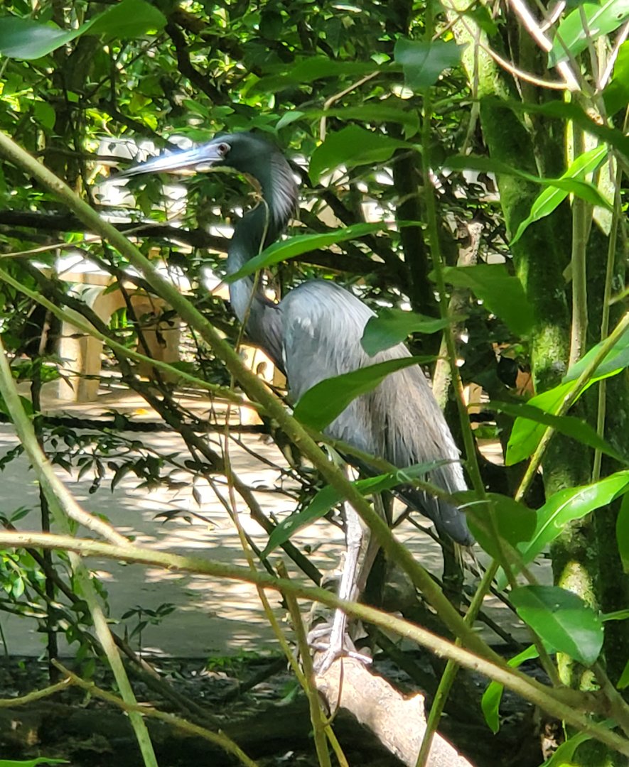 Flamingo Gardens (2022) - Tricolor Heron