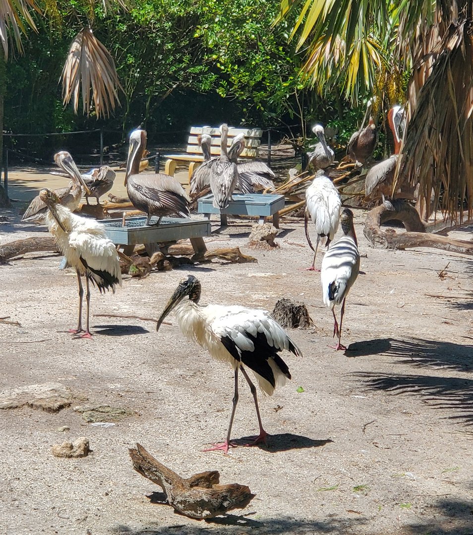 Flamingo Gardens (2022) - Wetland aviary