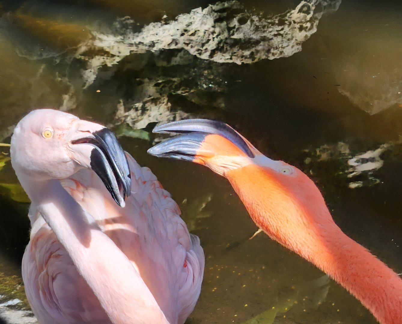 Flamingo Gardens - America vs Chile