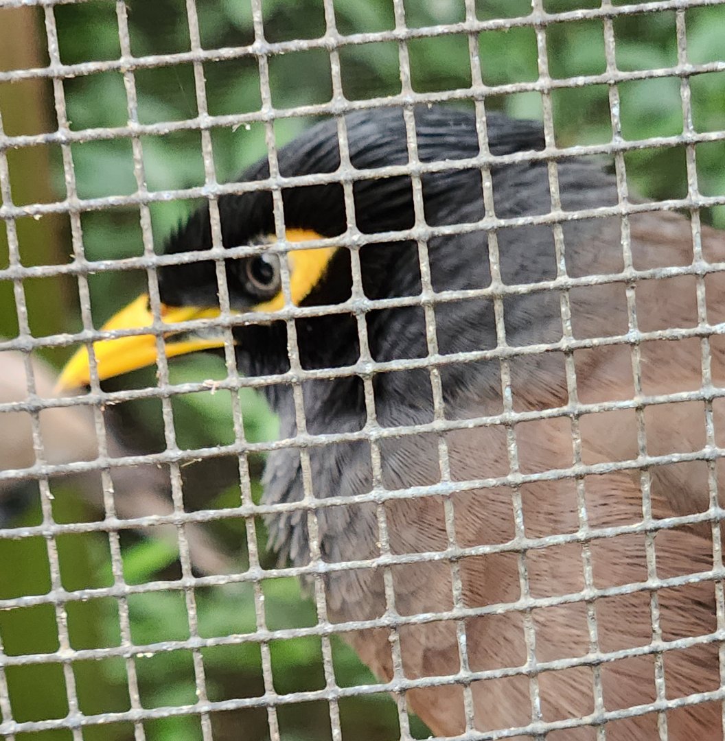 Flamingo Gardens - Common Myna