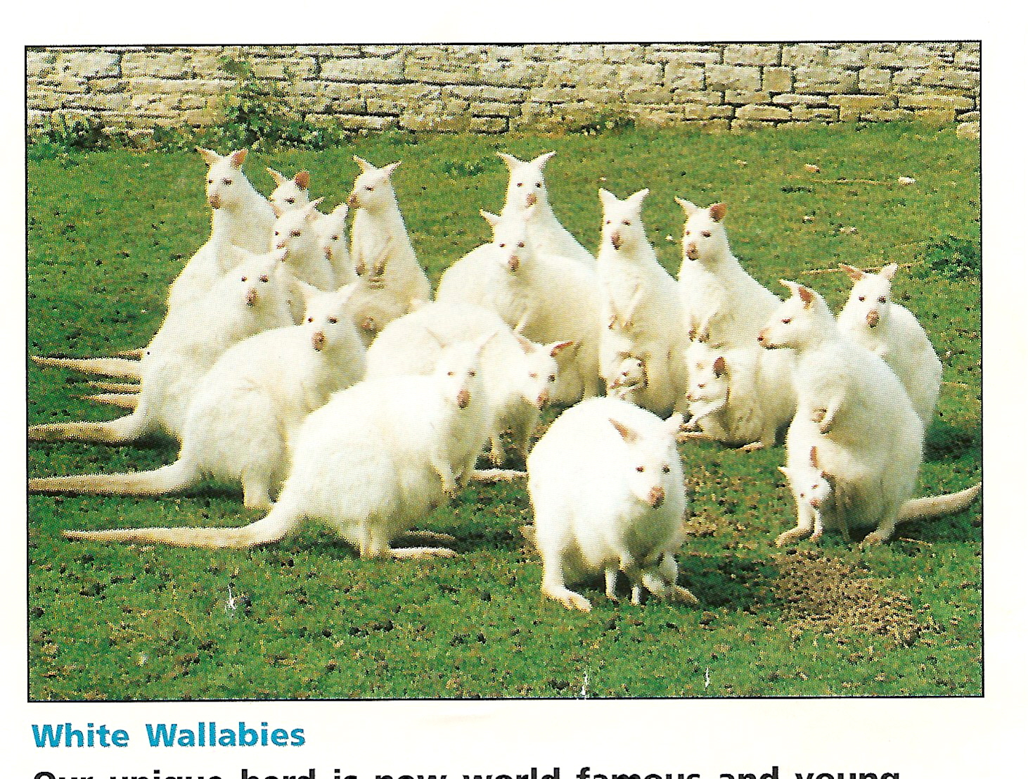 Flamingo gardens Olney [closed]