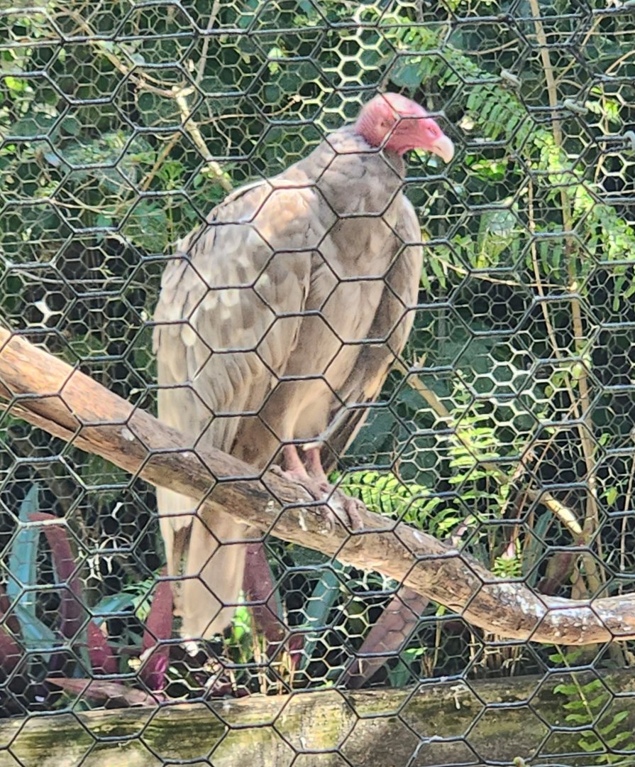 Flamingo Gardens - The "Bald Uakari" Vulture