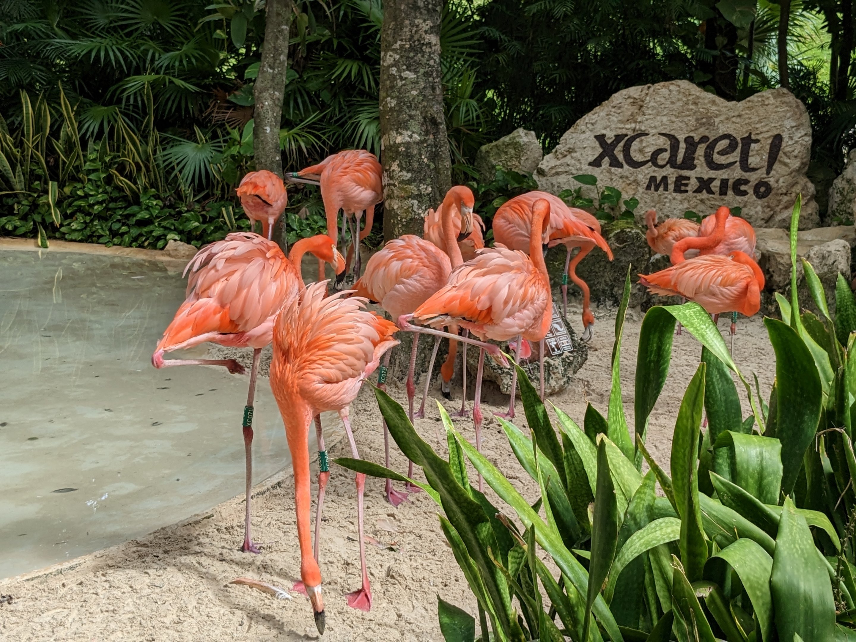 Flamingo habitat at entrance