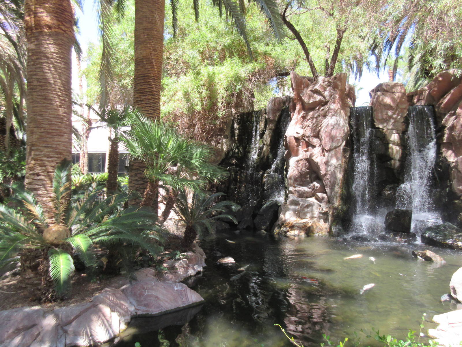 Flamingo Hotel (Nevada) - Wildlife Habitat