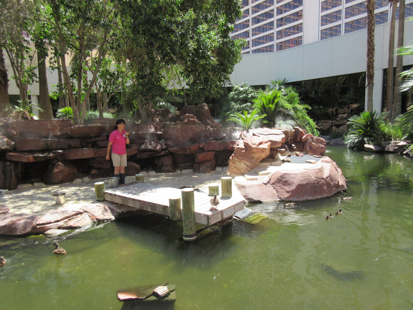 Flamingo Hotel (Nevada) - Wildlife Habitat