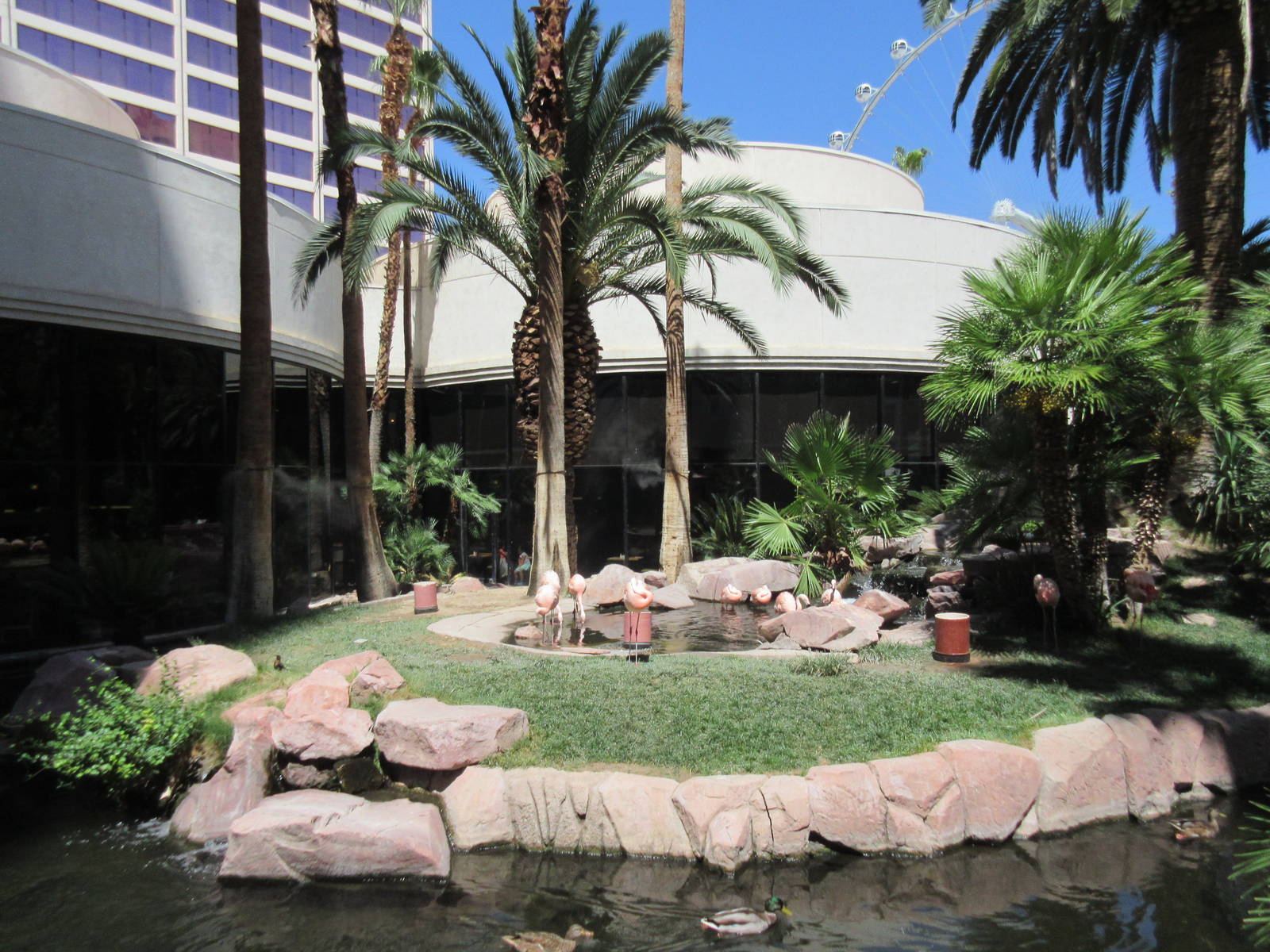 Flamingo Hotel (Nevada) - Wildlife Habitat