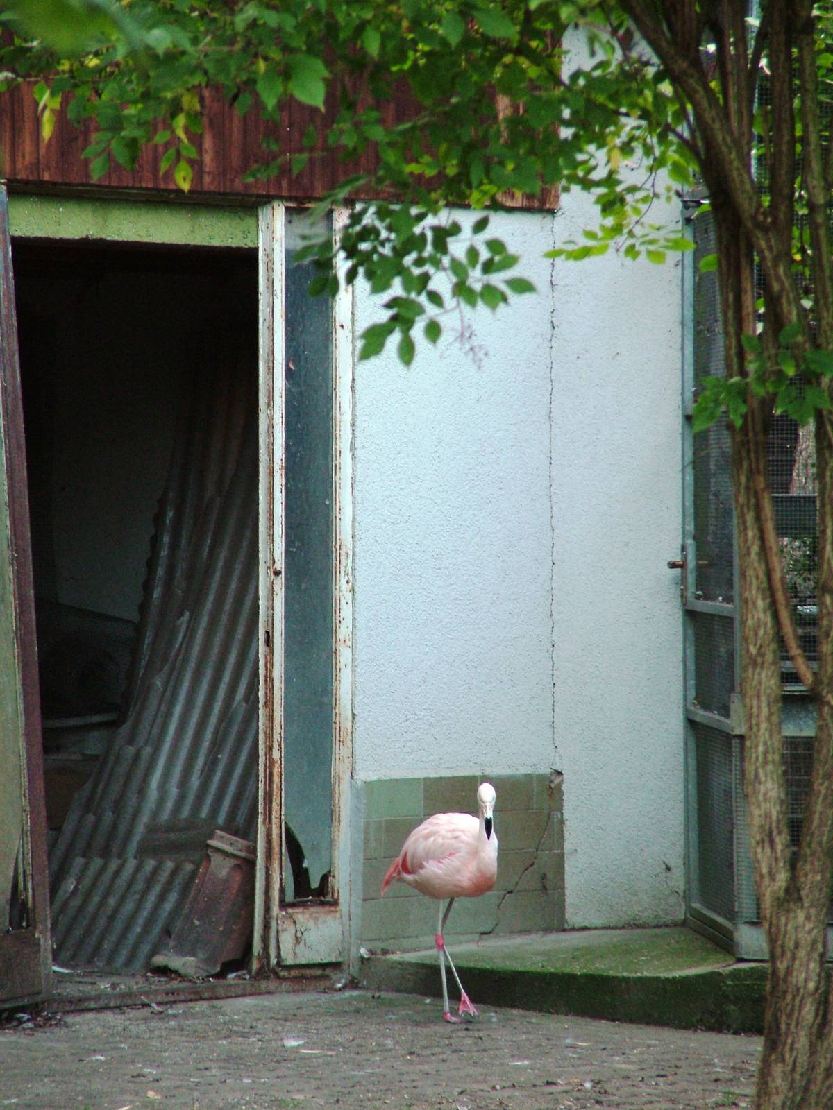 Flamingo House at Vogelpark Biebesheim, 05/09/2010