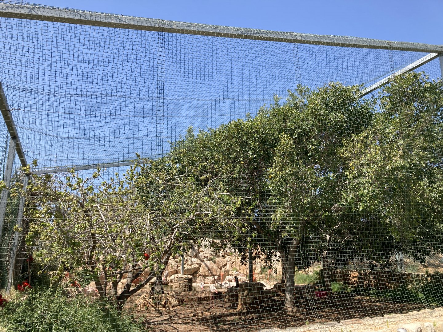 Flamingo, ibis and swamp hen aviary