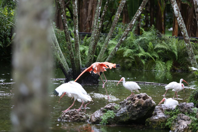 flamingo ibis in rain