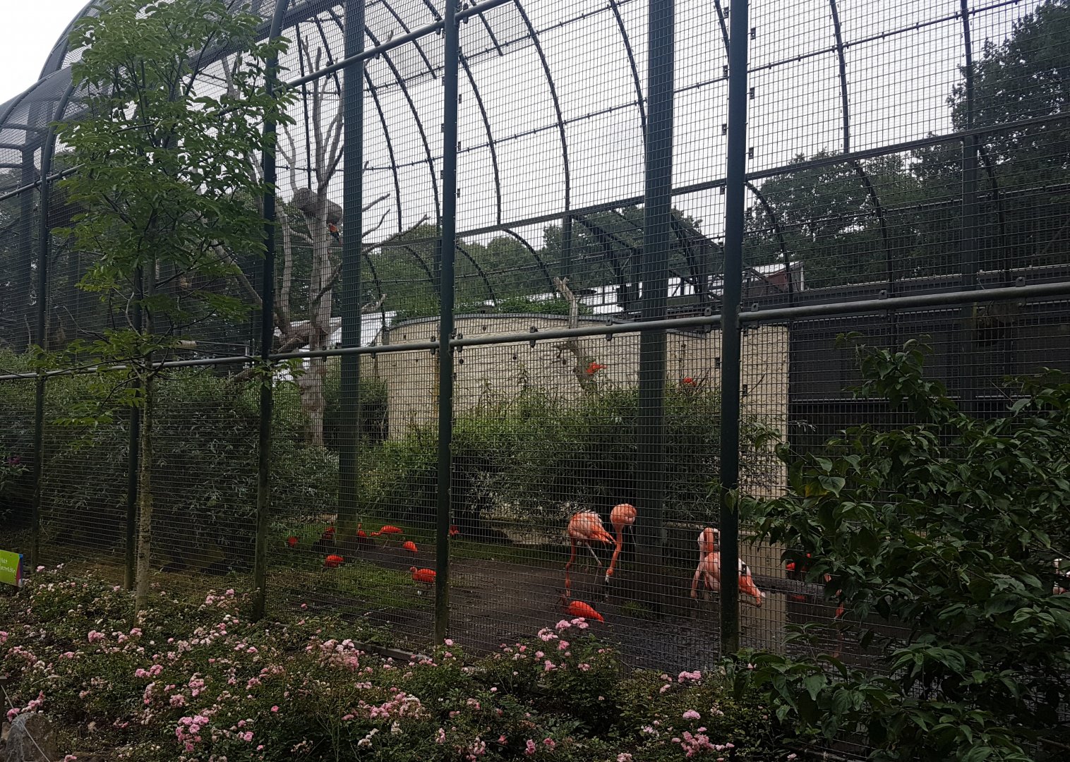 Flamingo - Ibis - Macaw aviary