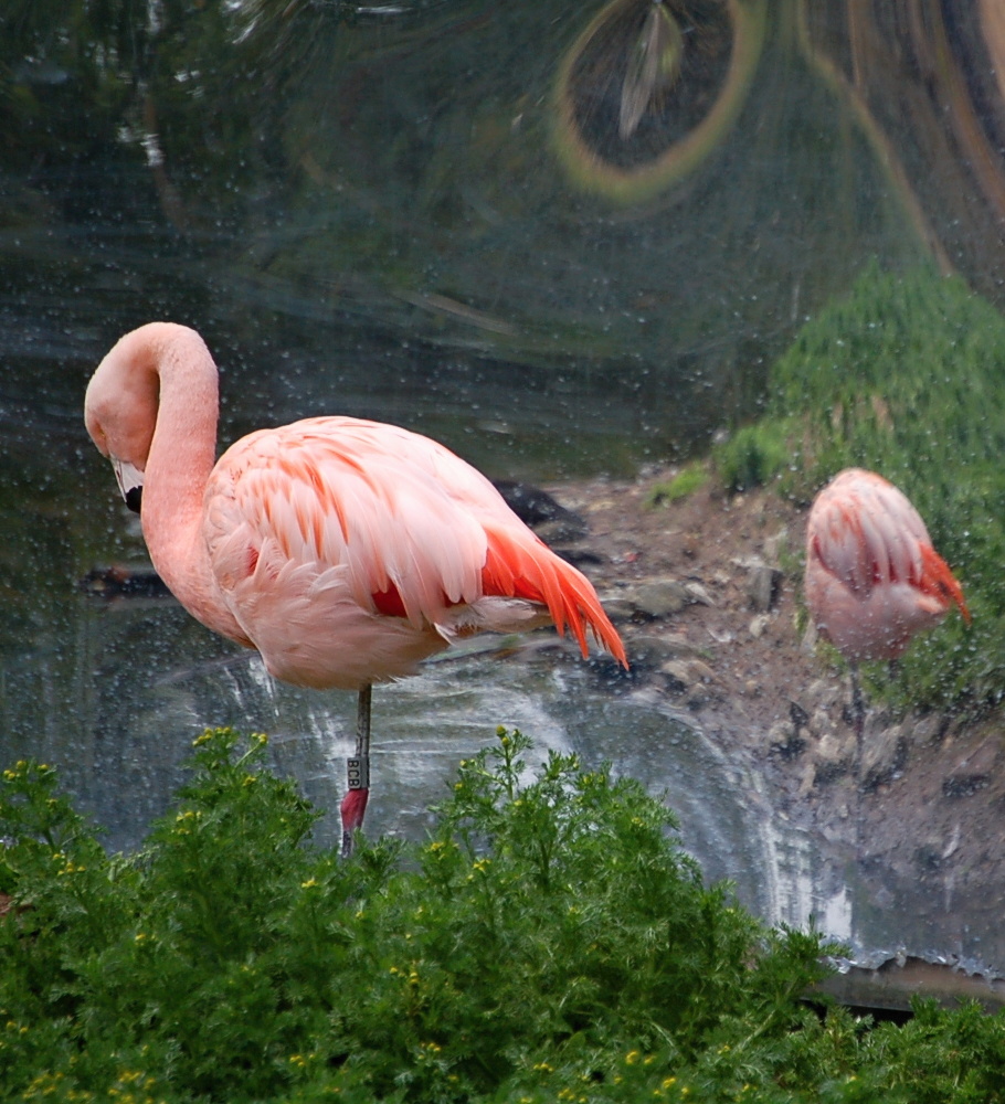 Flamingo in front of the mirror - Fota Wildlife Park