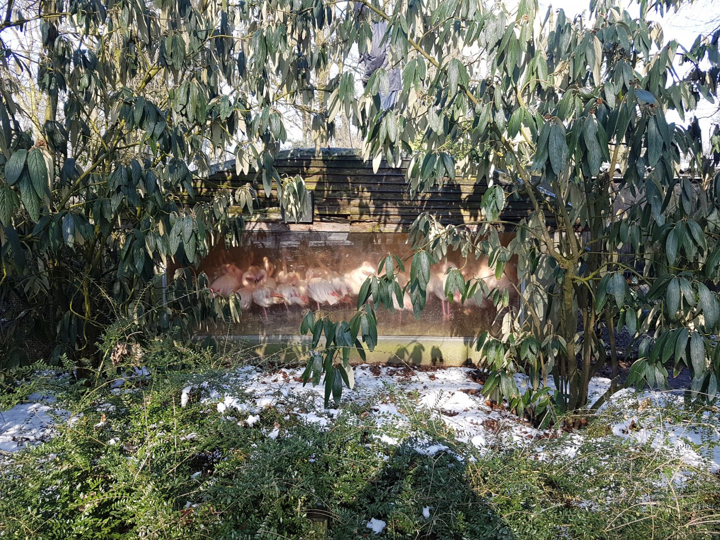 Flamingo-indoor enclosure