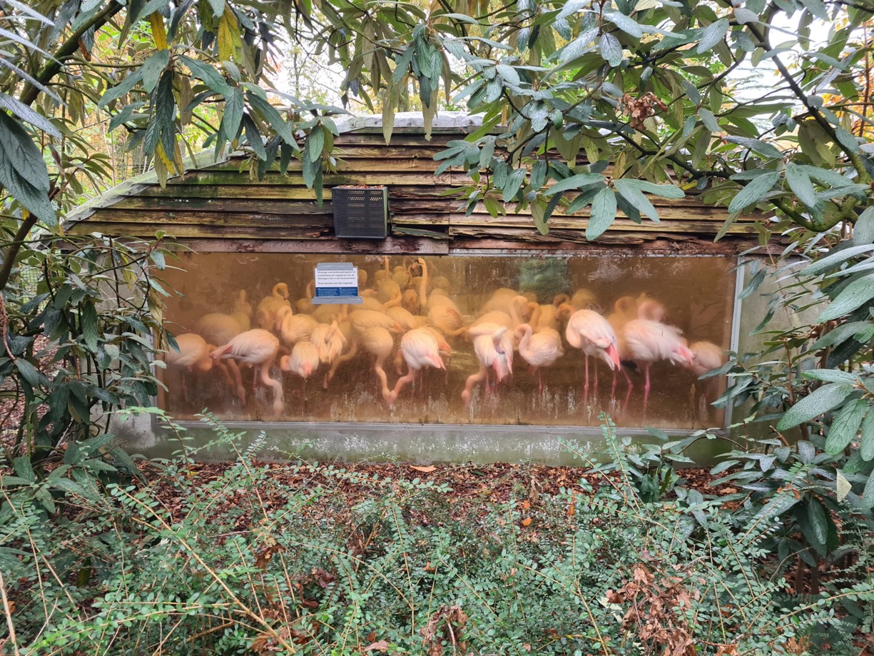 Flamingo indoor enclosure
