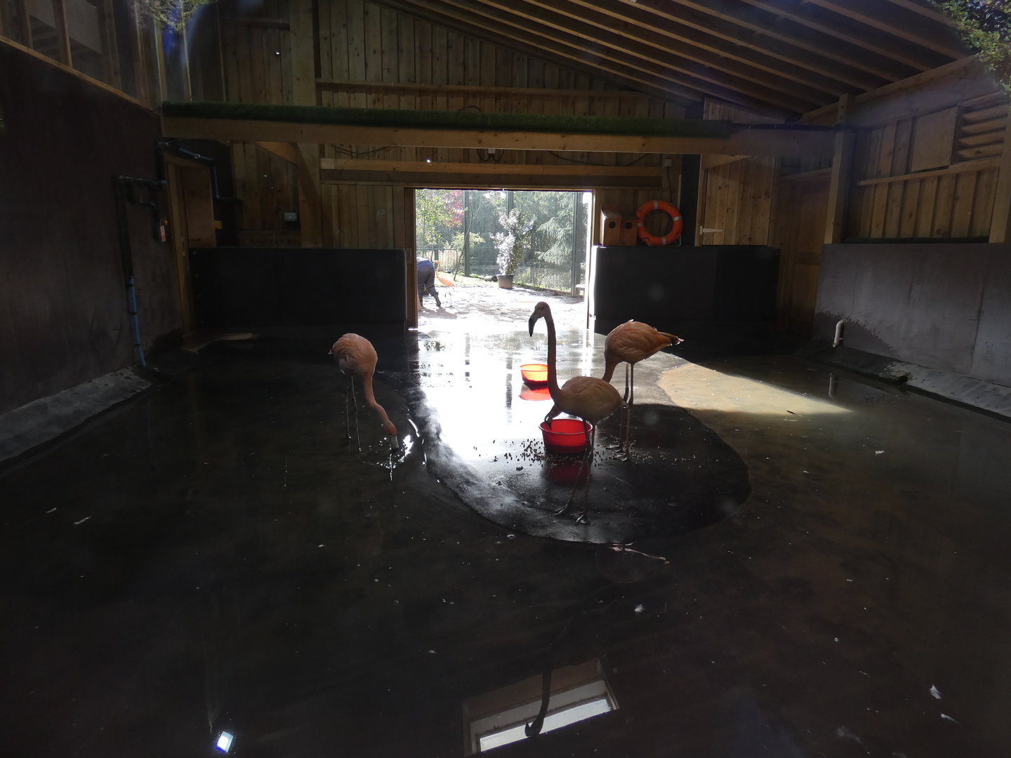 Flamingo indoor enclosure