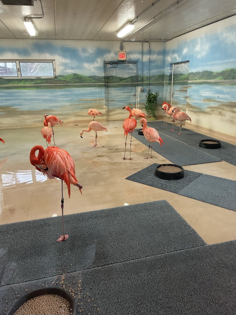 Flamingo Indoor Exhibit (3/17/22)