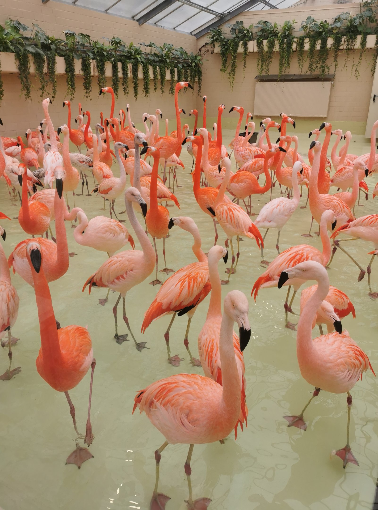 Flamingo indoors
