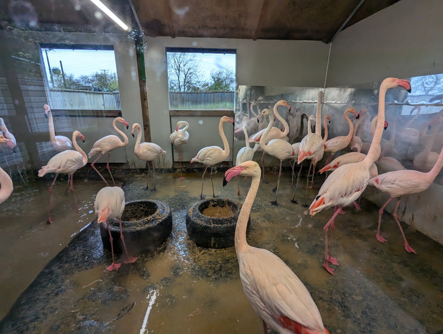 Flamingo Indoors