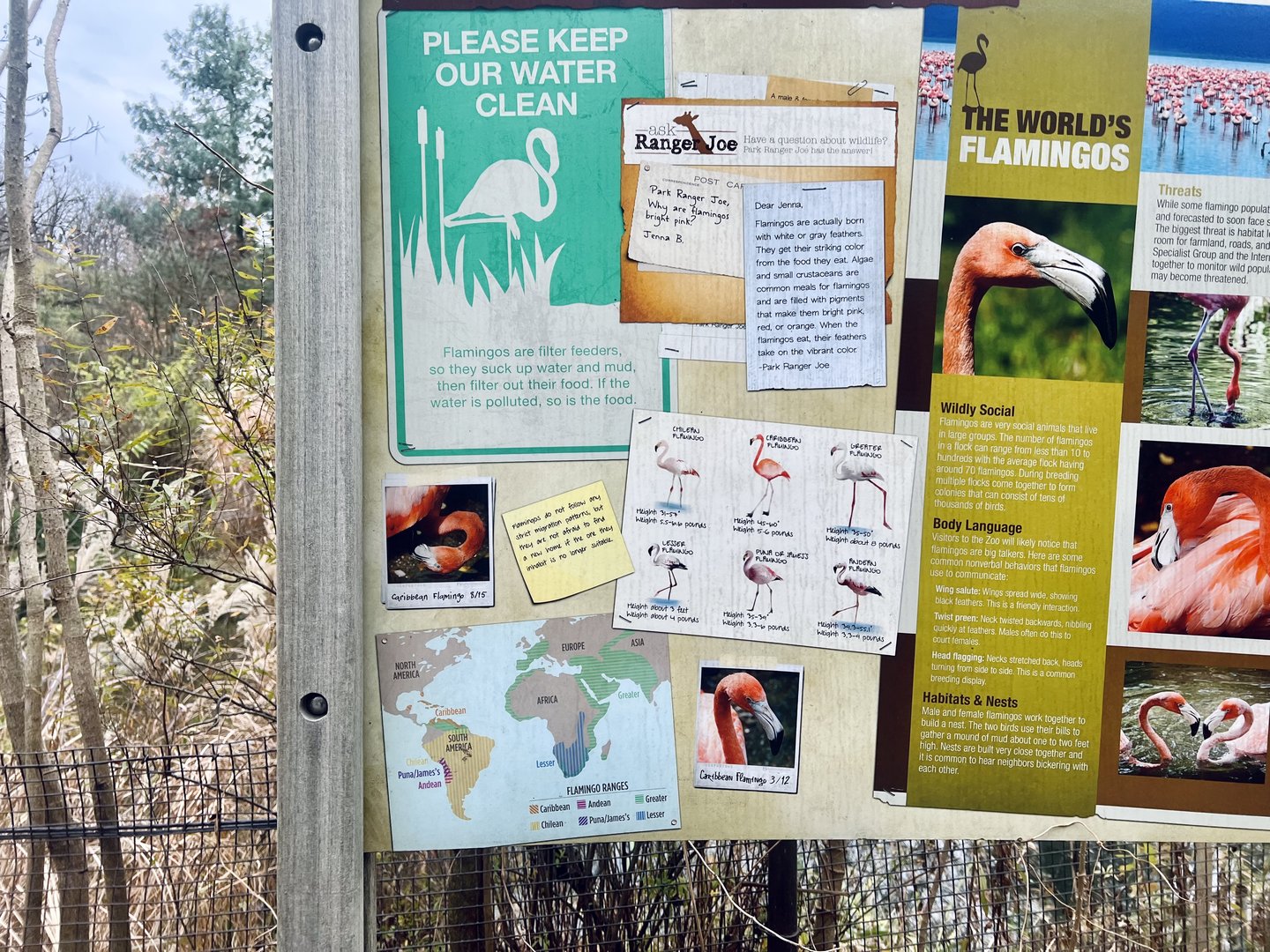 Flamingo Information Sign
