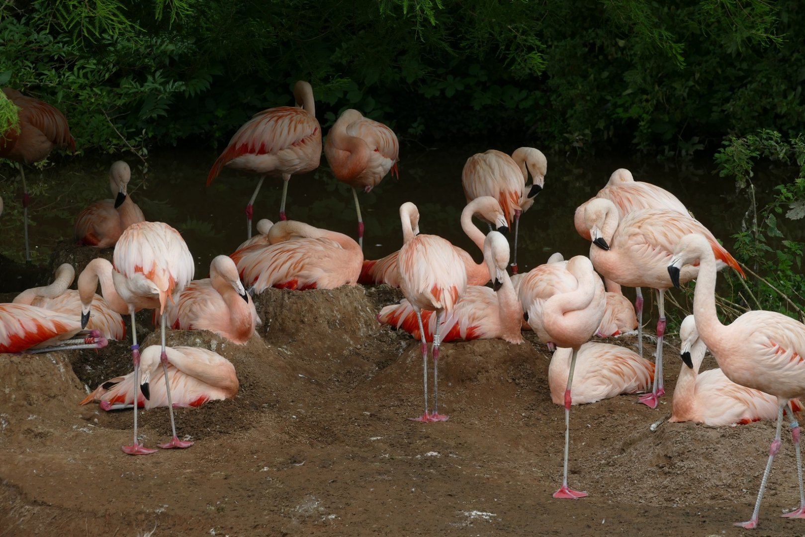 Flamingo Island, August 2018