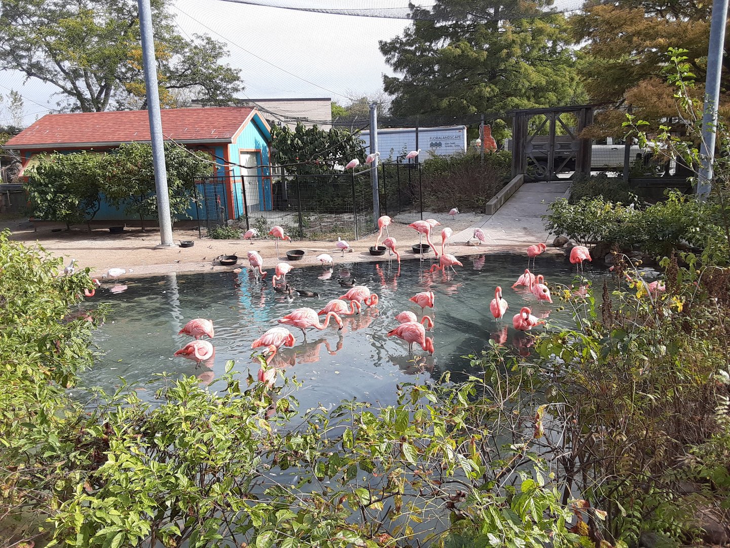 Flamingo Key- impressive aviary!