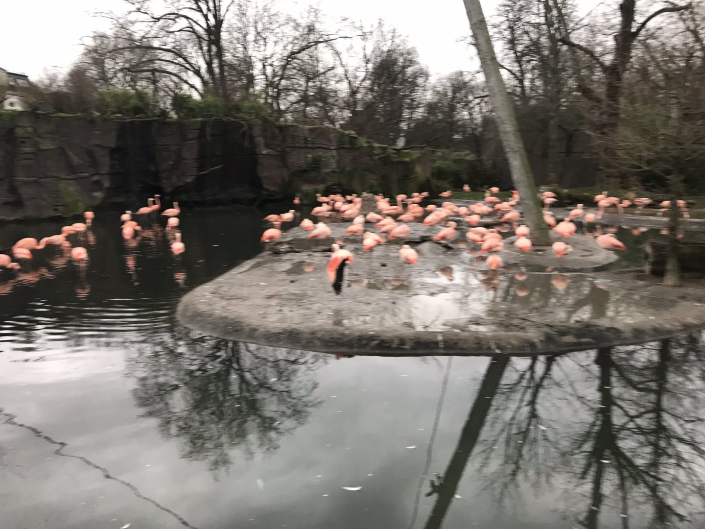 Flamingo Lagoon - Chilean flamingos 280118