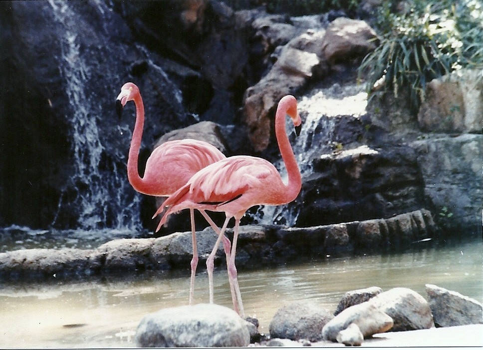 Flamingo Lagoon - Circa 1980