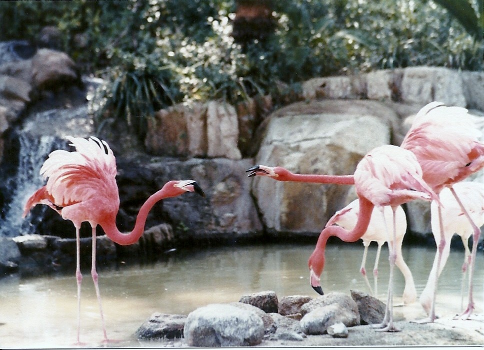 Flamingo Lagoon - Circa 1980