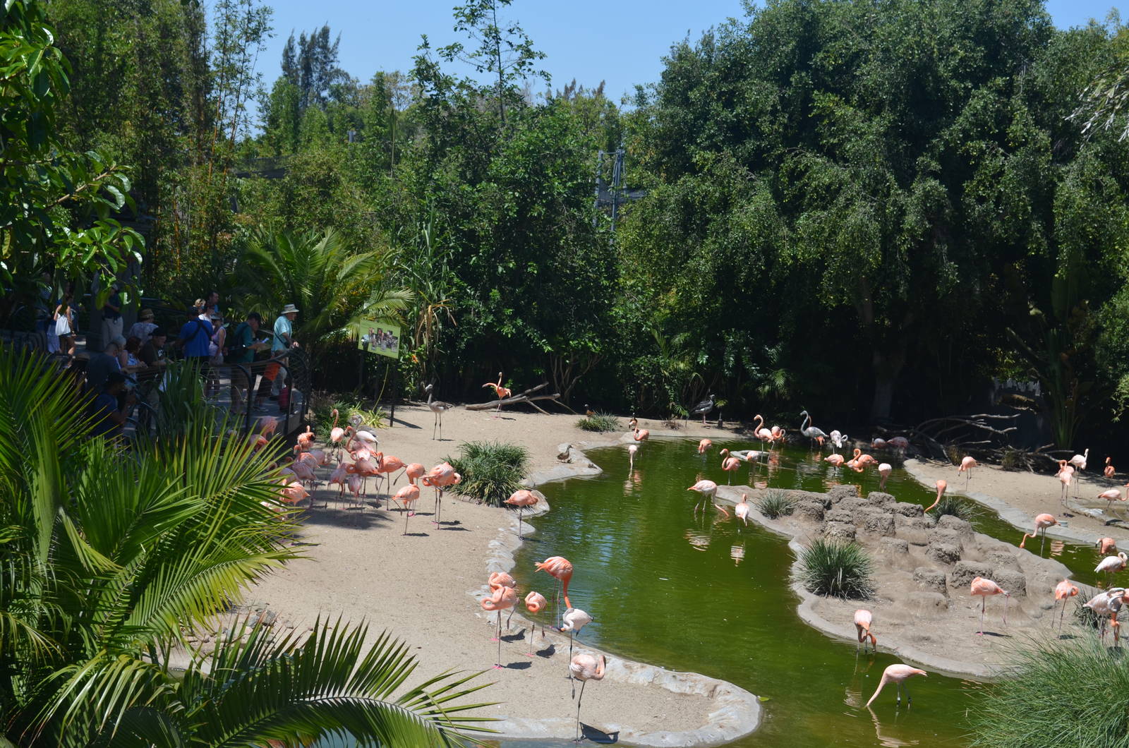 Flamingo Lagoon From Tour Bus Upper Deck