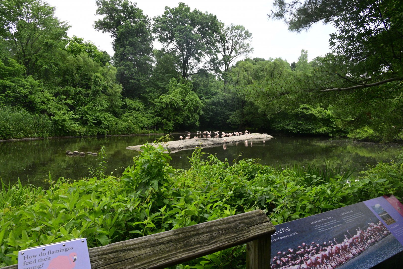 Flamingo Lagoon - Main Exhibit