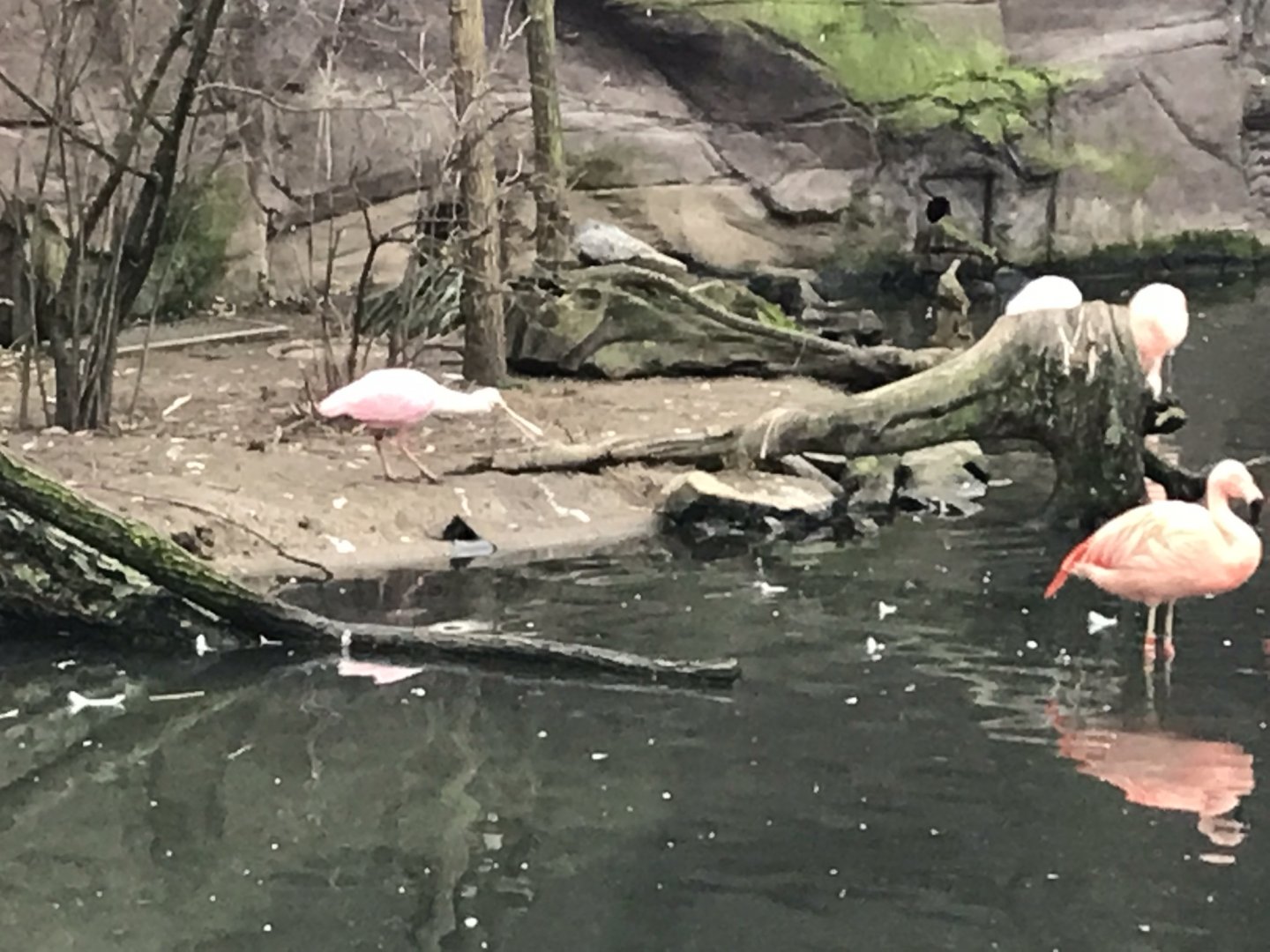 Flamingo Lagoon - Roseate spoonbill 280118