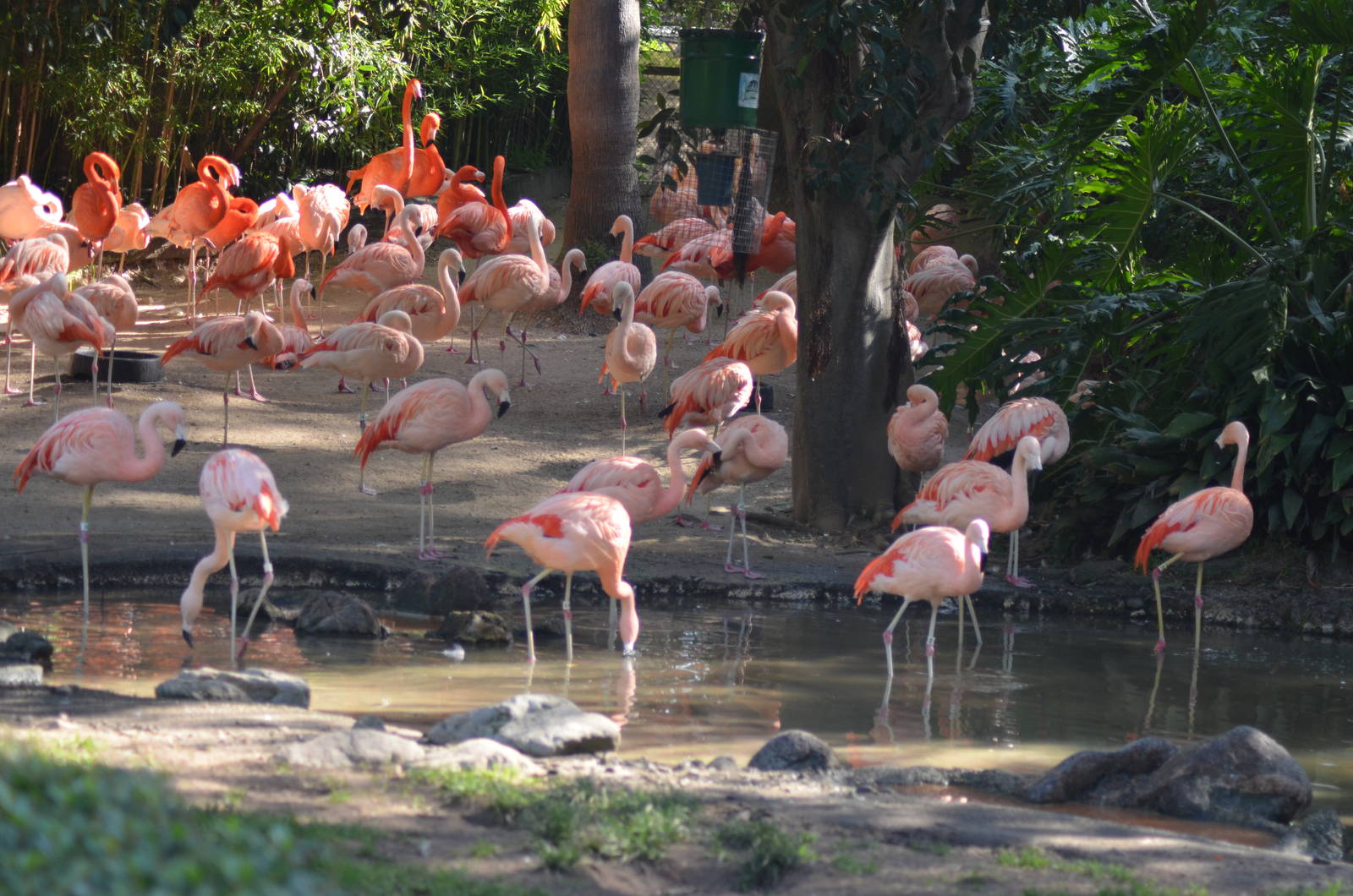 Flamingo Lagoon
