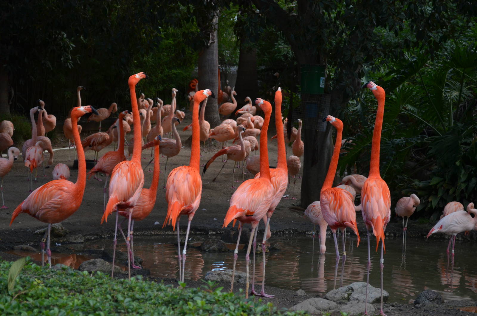 Flamingo Lagoon