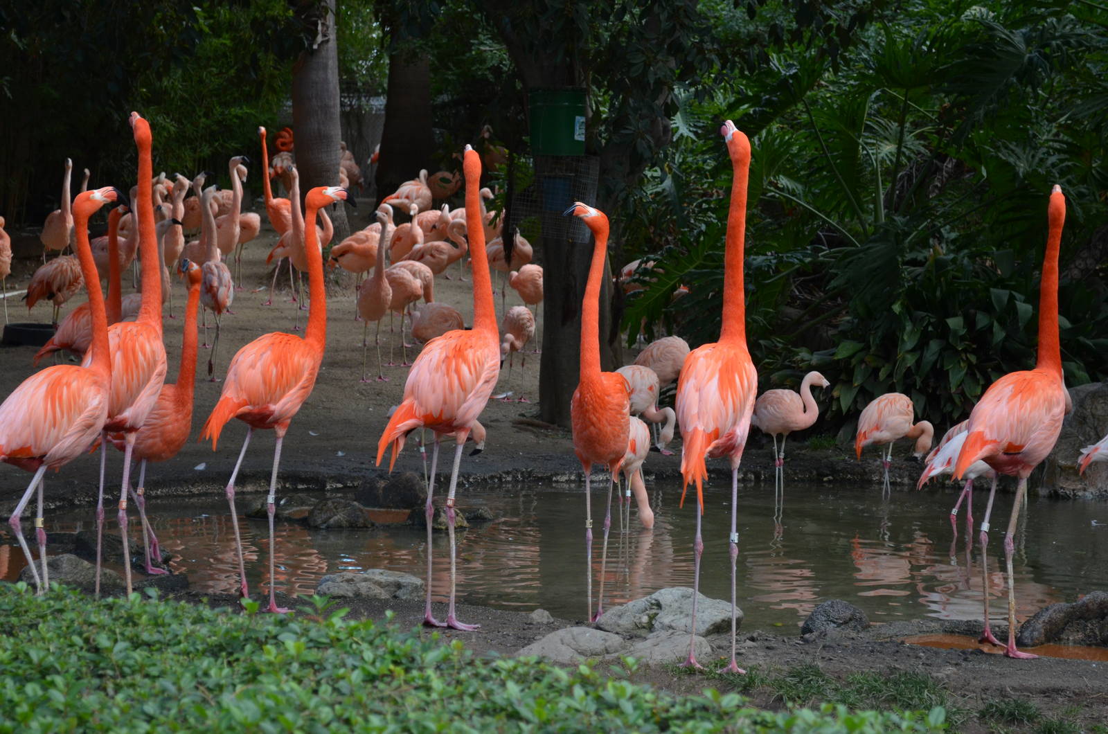 Flamingo Lagoon