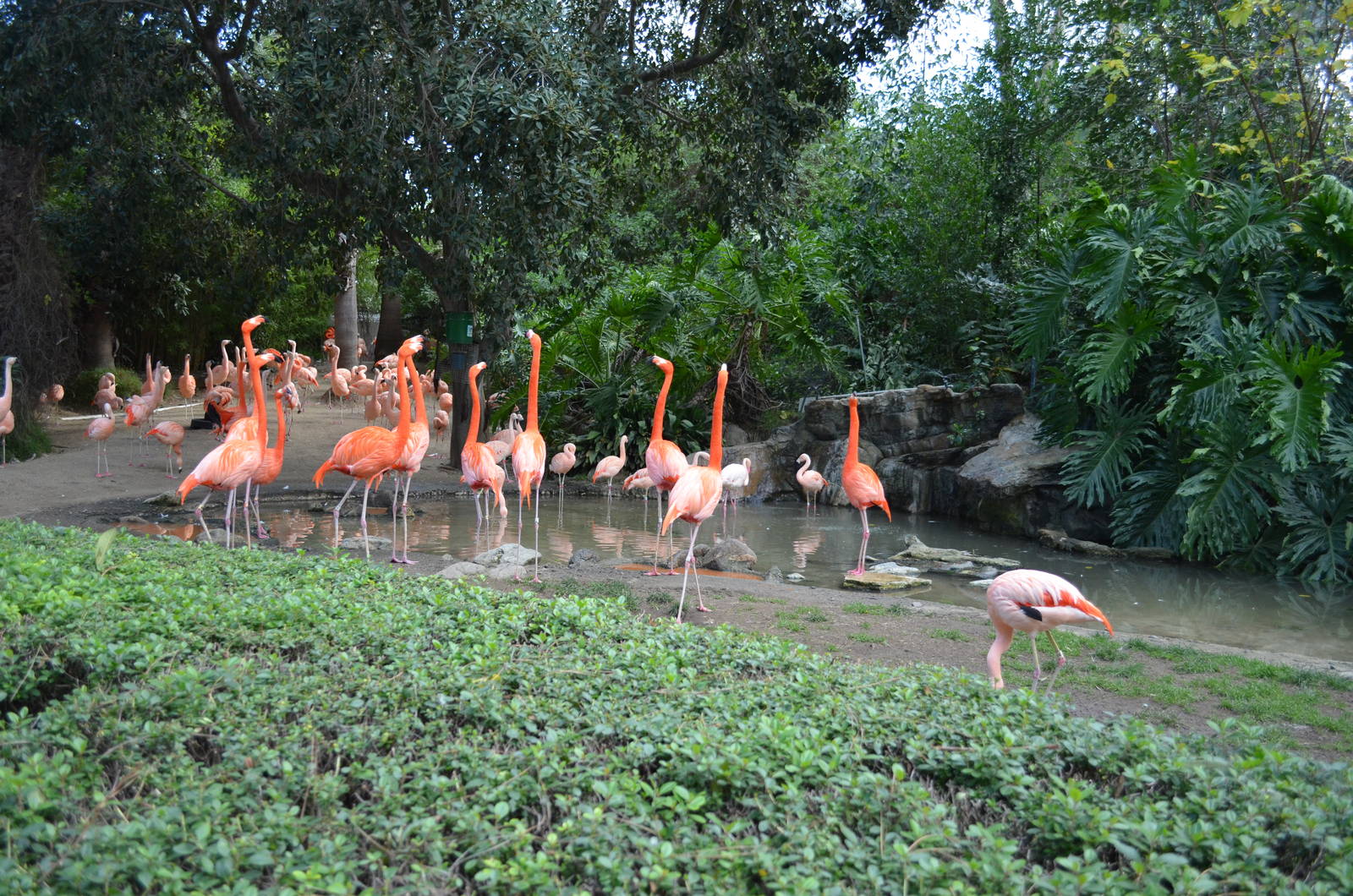 Flamingo Lagoon
