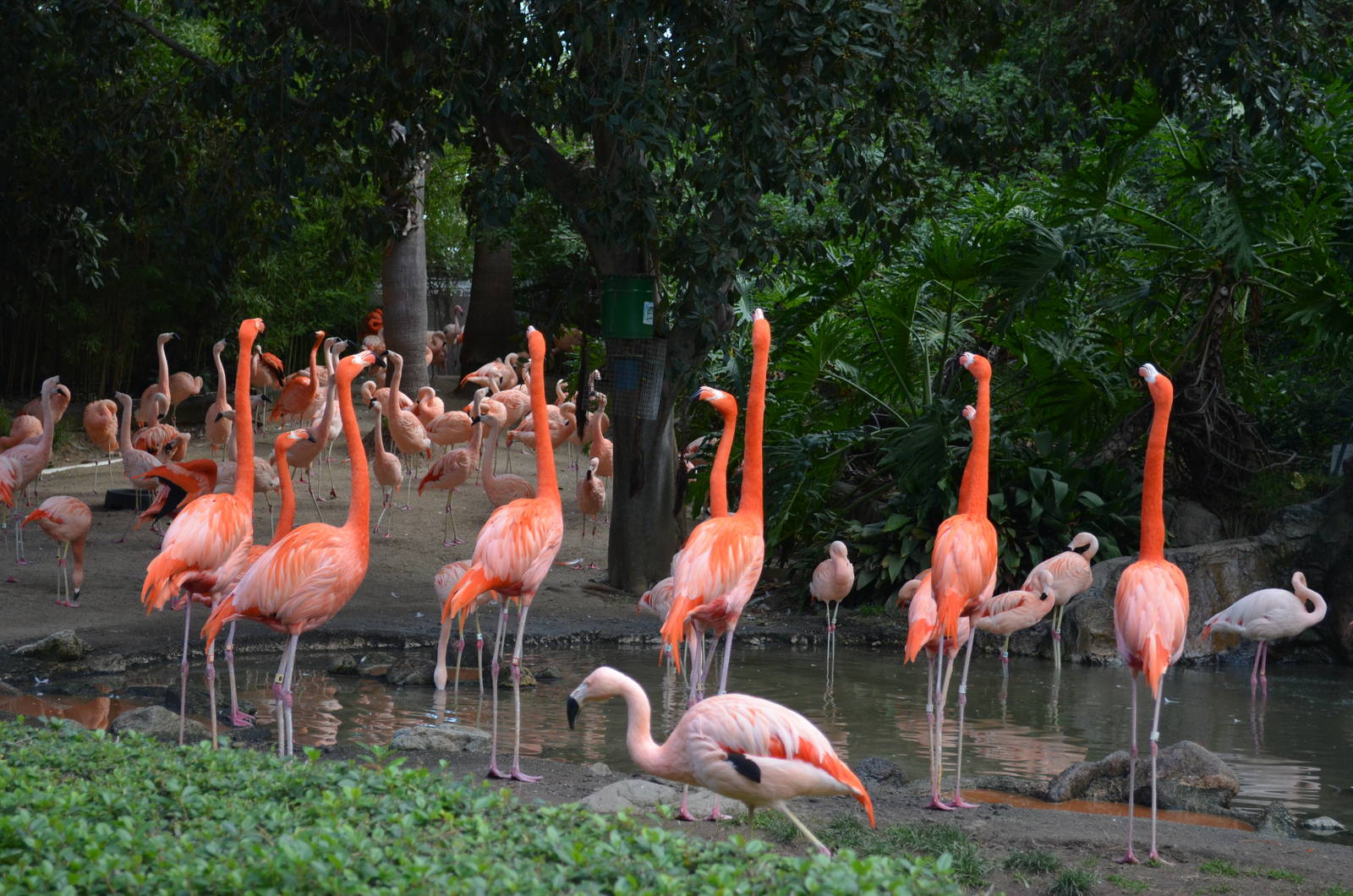 Flamingo Lagoon