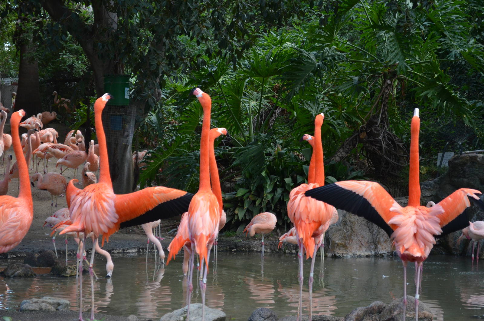 Flamingo Lagoon