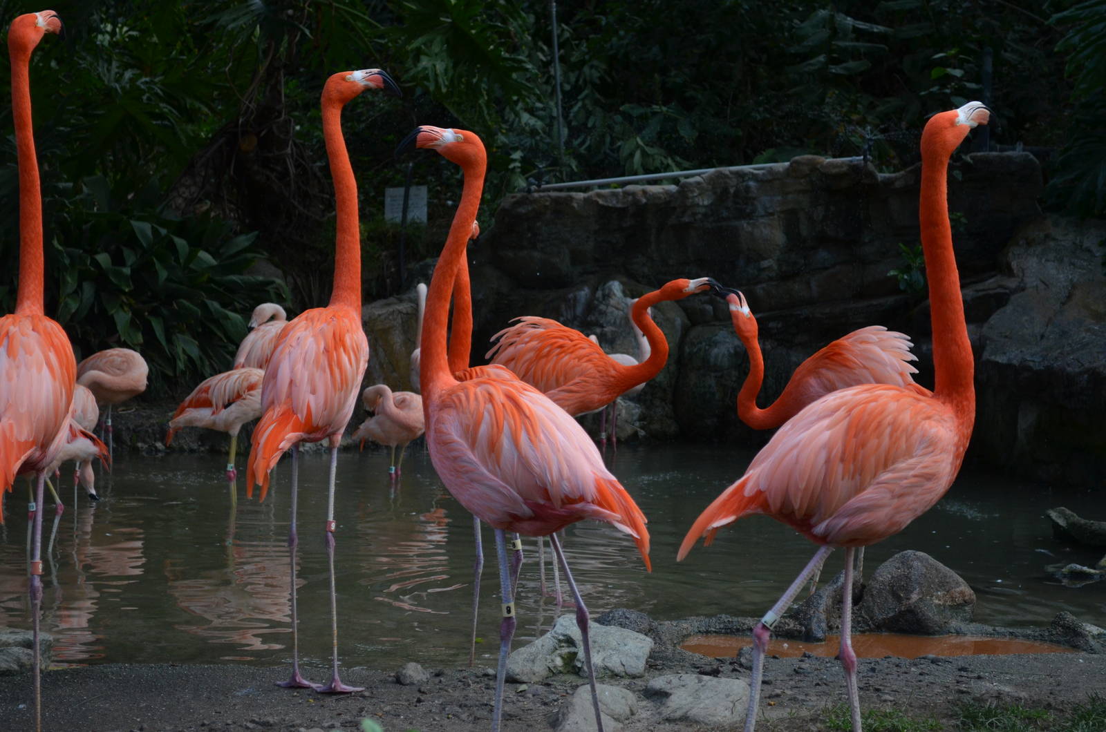 Flamingo Lagoon