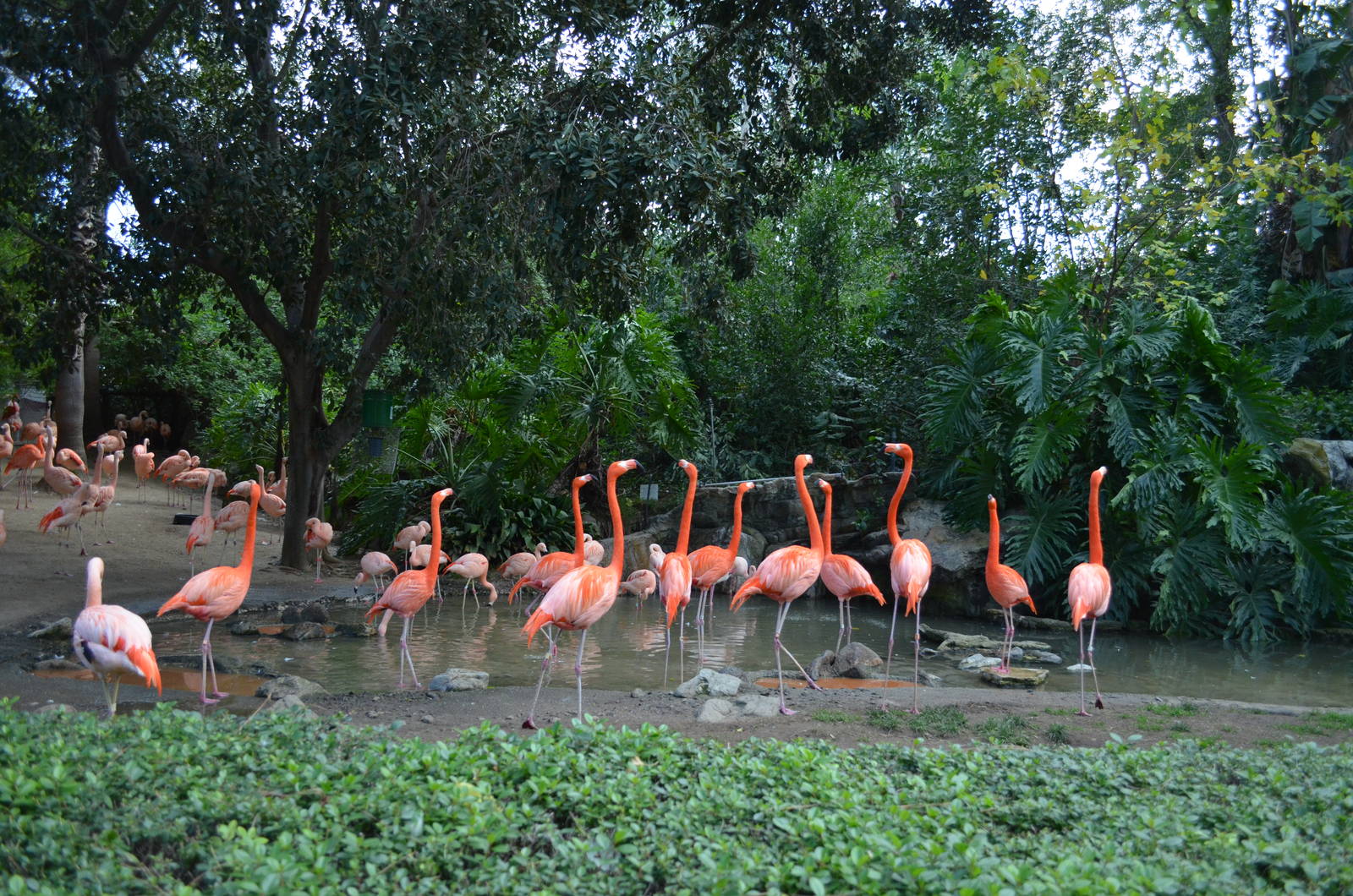 Flamingo Lagoon