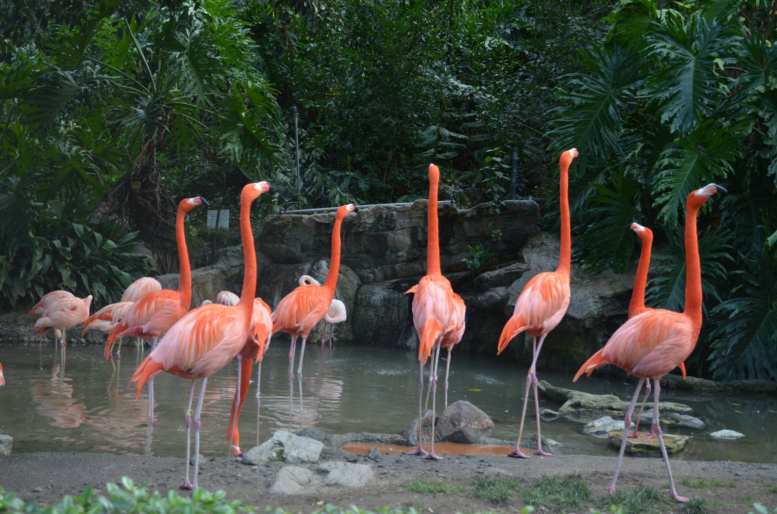 Flamingo Lagoon