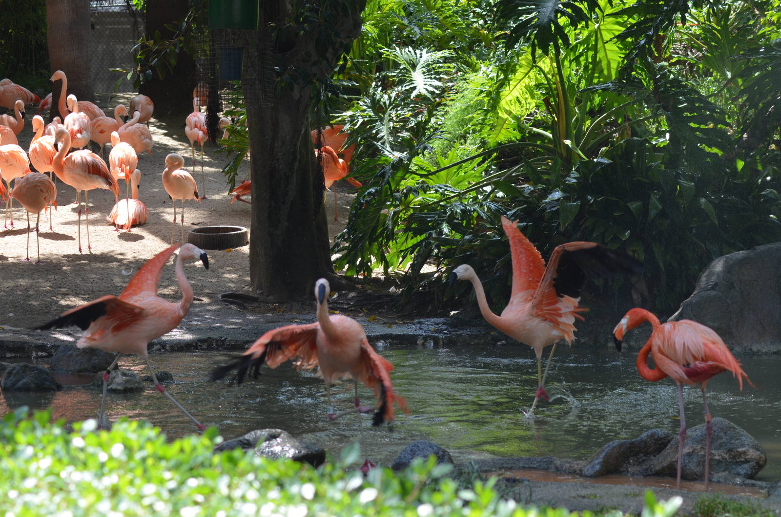 Flamingo Lagoon