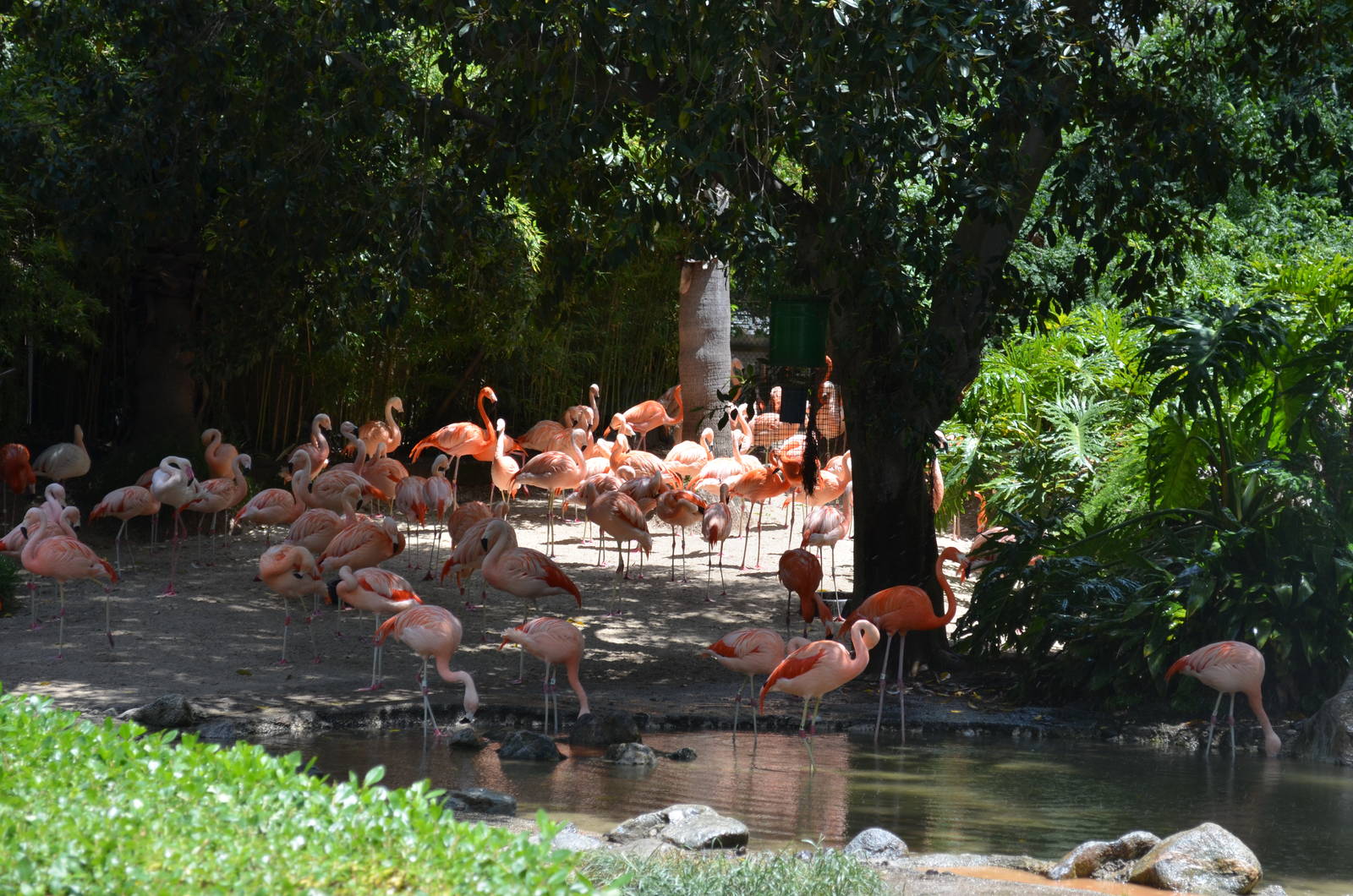 Flamingo Lagoon