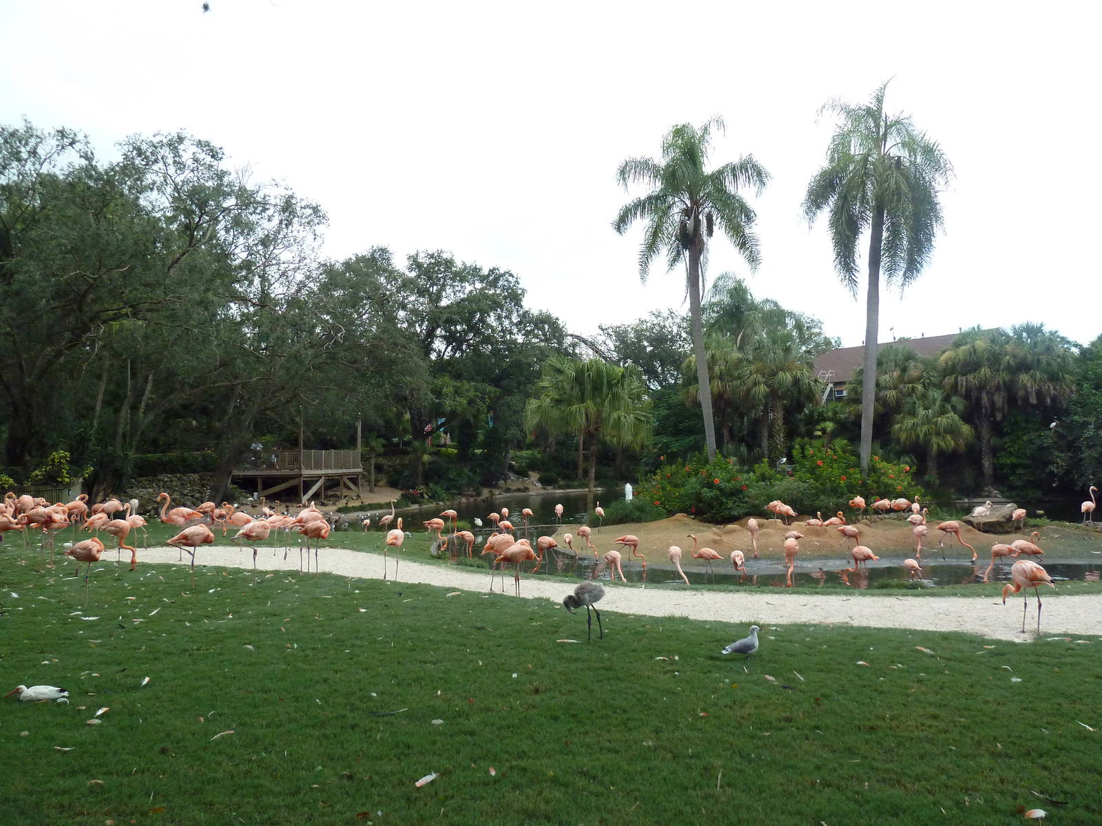 Flamingo Lagoon